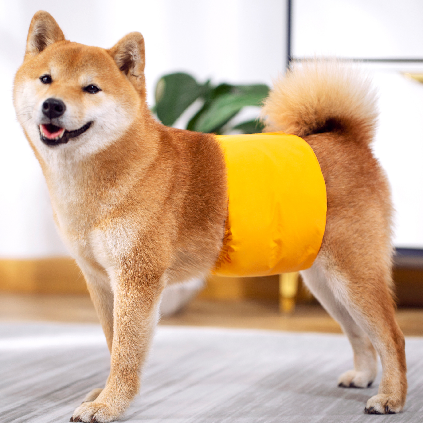 3 Pack Dog Belly Bands Washabl - مراجعة Multi Pack Underwear وسعره
